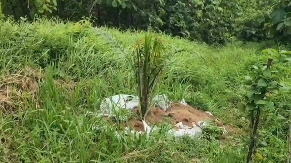 Perkebunan Sawit Muncul di Bukit Cigobang Cirebon